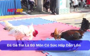 Đá gà tre là gì Hướng dẫn đầy đủ cách chơi và kinh nghiệm chọn gà chuẩn xác