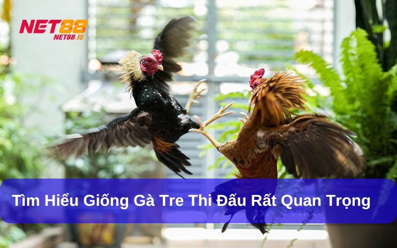 Kinh nghiệm chọn giống gà tre tốt