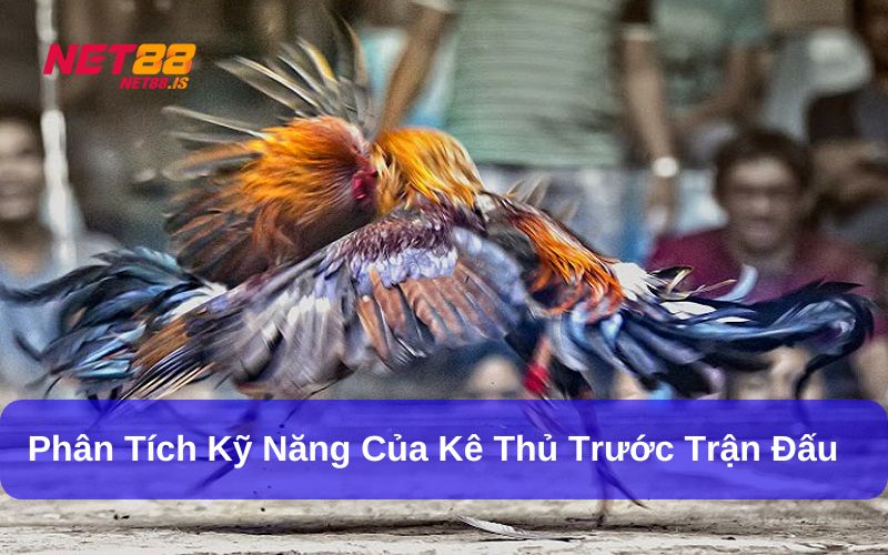 Kinh nghiệm chơi đá gà tre cho người mới